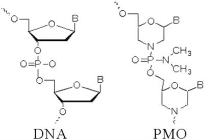 Antisense Phosphorodiamidate Morpholino Oligomers as Novel Antiviral Compounds